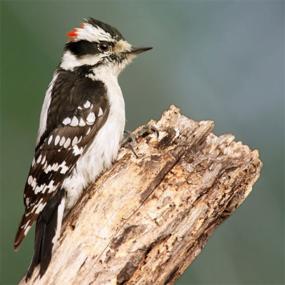 downywoodpecker