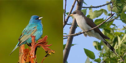 indigobuntingyellowbilledcuckoo