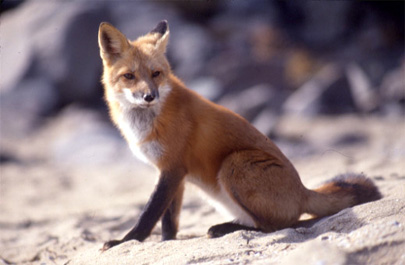 redfox