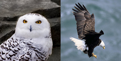 snowyowlbaldeagle