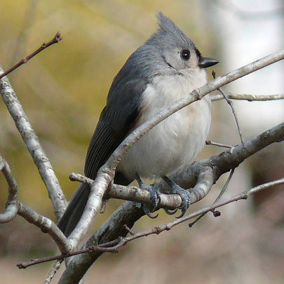 tuftedtitmouse