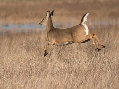 whitetaildeer