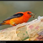 Chow down, old friend