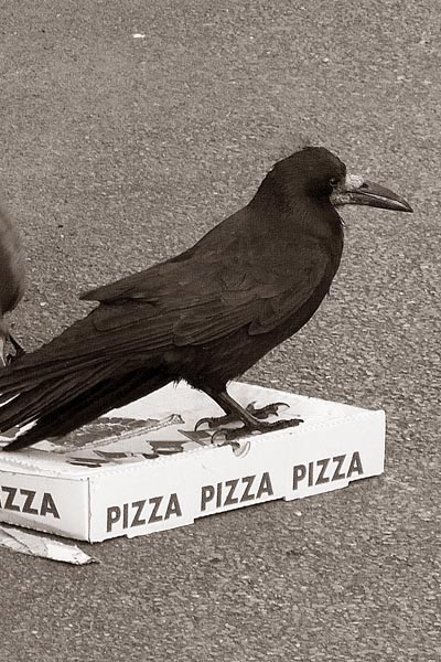 ...an amazing delicacy