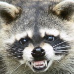 raccoon