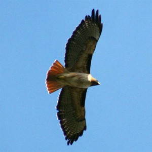 redTailedHawkBig