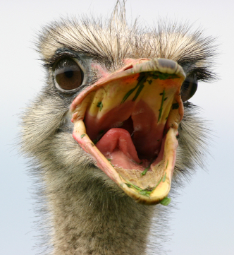 emu