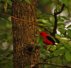 scarlet_tanager1