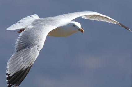 herring gull