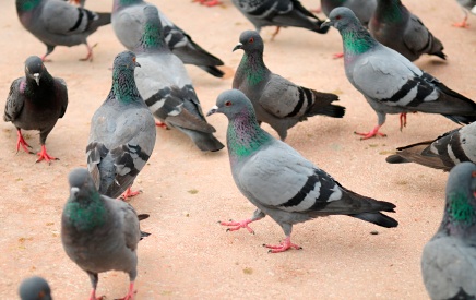pigeons
