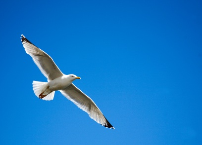 seagull