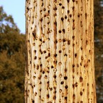 "A place for your nuts."