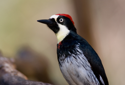 "Where do I go now?"