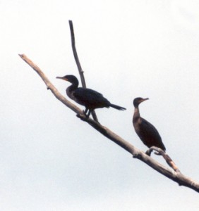 Cormorants! Or where they?