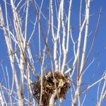 "Big, round and high."