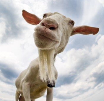 "Maybe he butts because he keeps ordering goat."