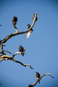 Case closed! Turkey Vultures.