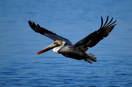 brown pelican, pelecanus occidentalis