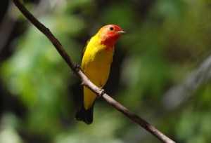 Western Tanager