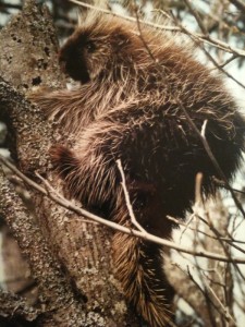 porcupine.Iphone porcupine.Iphone