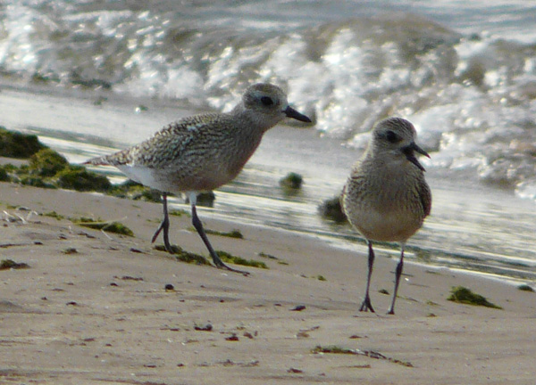 blk bellied plovers