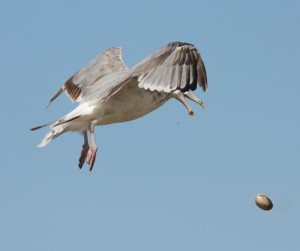gull dropping clam