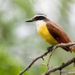 kiskadee