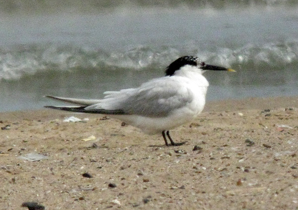 sandwich tern neise