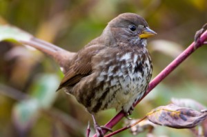 TR's fox sparrow