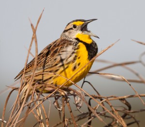 meadowlark
