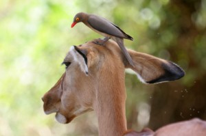 Red-billed Oxpecker de-bugging Impala