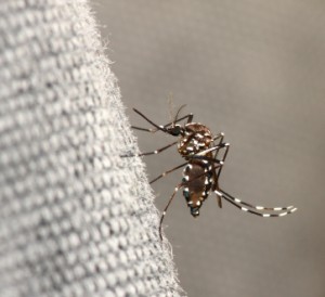 Asian "Tiger " mosquito. Not just in Asia any more.