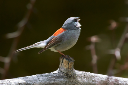 grayheaded junco
