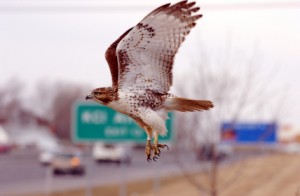 Working the expressways.