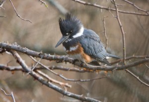 Female Belted Kingfisher