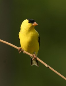 goldfinch