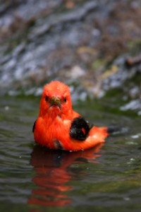 Spots of green invade the red...