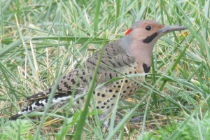 2. male Northern Flicker - ground feeding woodpecker 30 sep 2014 nama landfil_1 copy